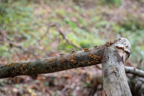 Stereum Hirsutum Hairy Crust Fungus Growing Tree Palatinate Forest — ストック写真