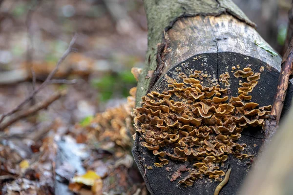 Stereum Hirsutum Τριχωτός Μύκητας Κρούστα Αυξάνεται Δέντρο Στο Palatinate Δάσος — Φωτογραφία Αρχείου