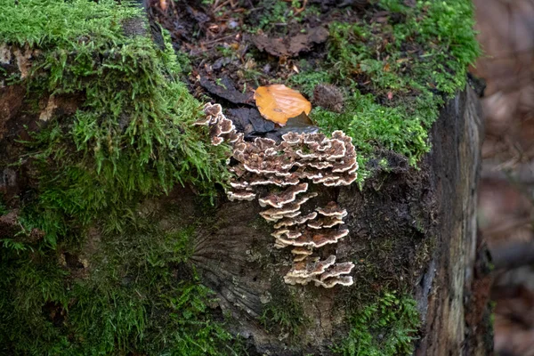 Μανιτάρι Γαλοπούλας Trametes Versicolor Που Αναπτύσσεται Δέντρο Στο Δάσος Του — Φωτογραφία Αρχείου