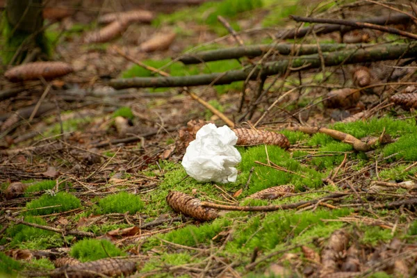 Palatinate Ormanı Ndaki Orman Zemininde Kirli Peçete Çöpleri — Stok fotoğraf
