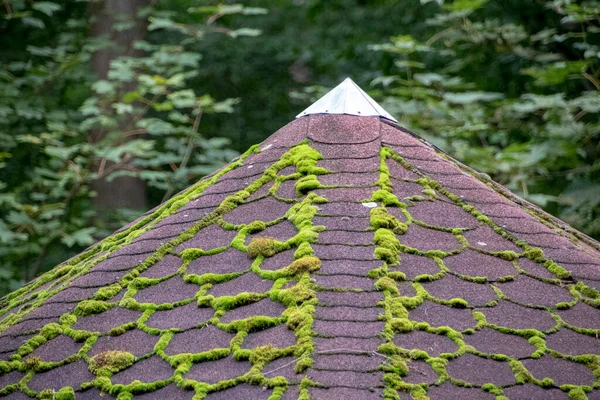 Landscape Moss Covered Roof Forest Heidelberg Baden Wurttemburg — Fotografia de Stock