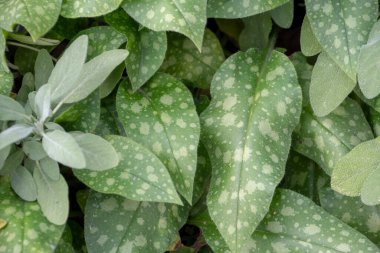Pulmonaria officinalis Luisenpark Mannheim Baden Wurttemburg 'da yetişen yaygın bir akciğer otu.