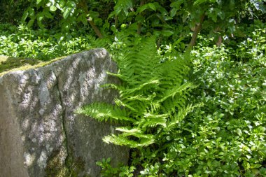 Garten der Welt Marzahn Berlin 'deki Dryopteris eğreltiotu manzarası