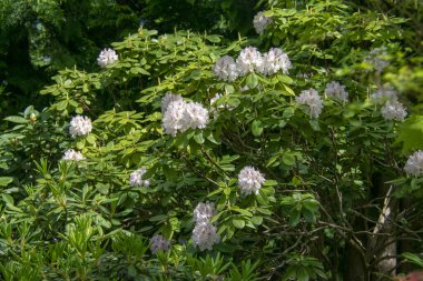 Garten der Welt Marzahn Berlin 'deki Kalmia latifolia manzarası