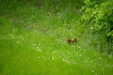 Garten der Welt Marzahn Berlin 'deki çimenli tarlada kızıl sincap manzarası