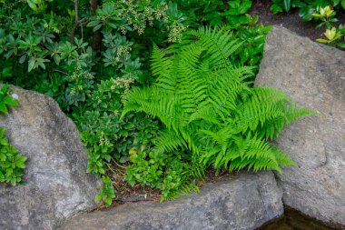 Garten der Welt Marzahn Berlin 'deki Dryopteris kütük eğreltiotu manzarası