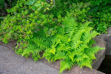 Garten der Welt Marzahn Berlin 'deki Dryopteris kütük eğreltiotu manzarası