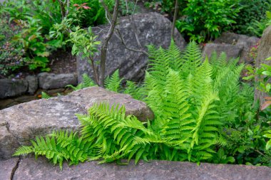 Garten der Welt Marzahn Berlin 'deki Dryopteris kütük eğreltiotu manzarası