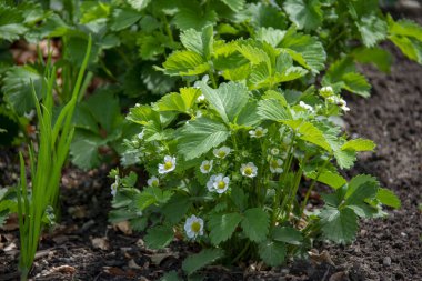 Bahçe der Welt Marzahn Berlin 'deki İngiliz Bahçesi' nde sebze bahçesinde yetişen çilekler.