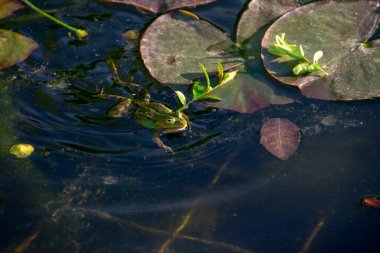 Bahçe der Welt Marzahn Berlin 'de bir havuzda yüzen bir kurbağa manzarası.