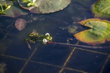Bahçe der Welt Marzahn Berlin 'de bir havuzda yüzen bir kurbağa manzarası.
