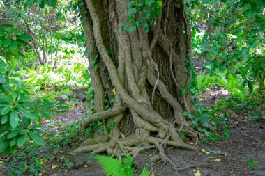 Garten der Welt Marzahn Berlin 'deki tsuga baldıran ağacı manzarası