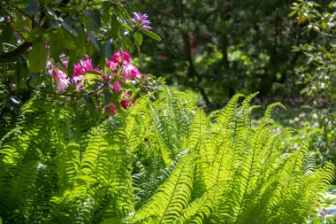 Garten der Welt Marzahn Berlin 'de devekuşu eğreltiotu Matteuccia struthiopteris manzarası