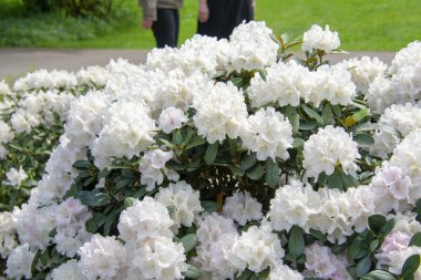 Garten der Welt Marzahn Berlin 'deki Rhododendron simsii açelyalarının manzarası