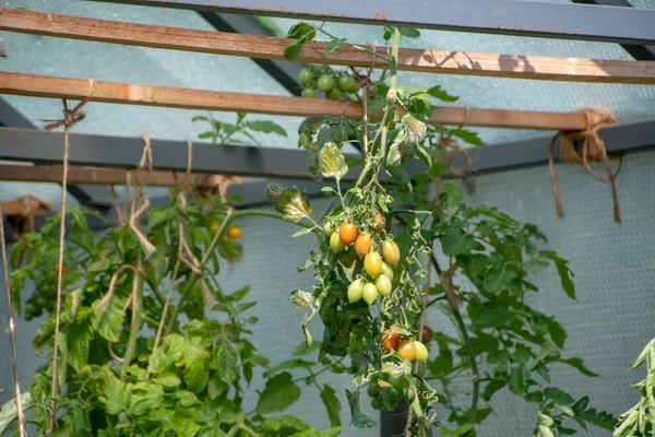Solanum Lycopersicum Tomato Growing Luisenpark Mannheim Baden Wurttemburg — Zdjęcie stockowe