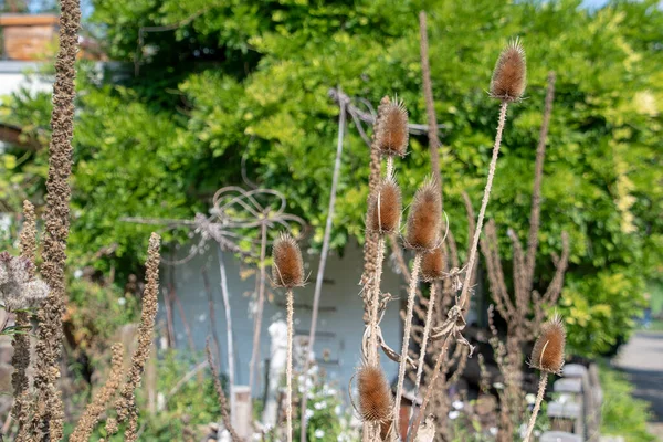 Dipsacus Sylvestris Wild Teasel Growing Luisenpark Mannheim Baden Wurttemburg — стоковое фото