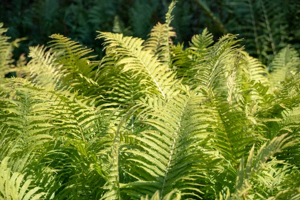 Luisenpark 'ta yetişen Matteuccia devekuşu eğreltiotu Mannheim Baden Wurttemburg