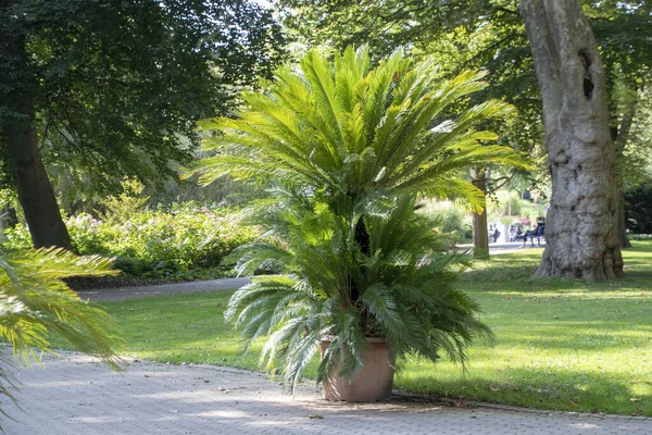 Luisenpark 'ta yetişen Cycas revoluta sago palmiyesi Mannheim Baden Wurttemburg