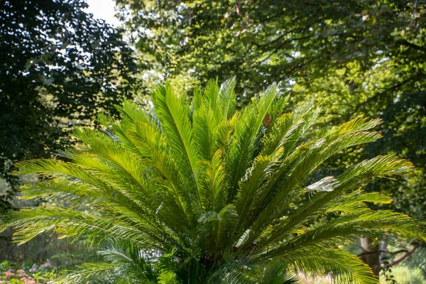 Cycas Revoluta Sago Palm Growing Luisenpark Mannheim Baden Wurttemburg — стоковое фото