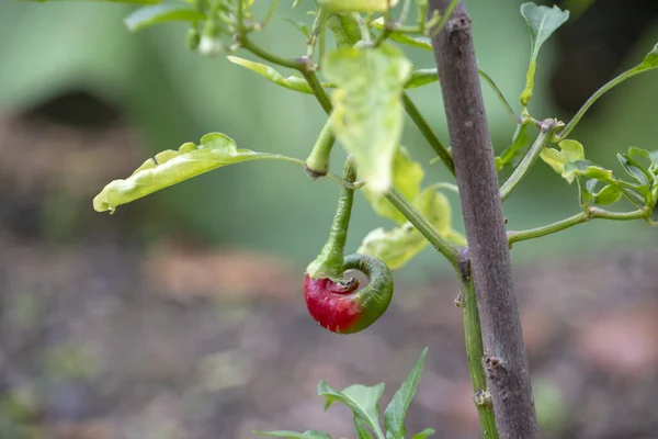 Capsicum Annuum Pimienta Cayena Creciendo Luisenpark Mannheim Baden Wurttemburg — Foto de Stock