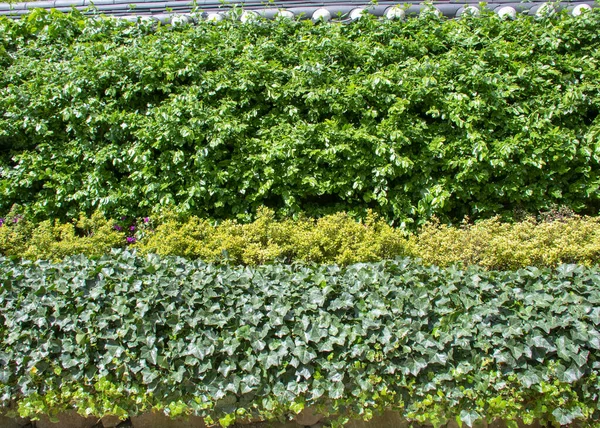 Paisaje Pared Arbustos Hiedra Inglesa Garten Der Welt Marzahn Berlin —  Fotos de Stock