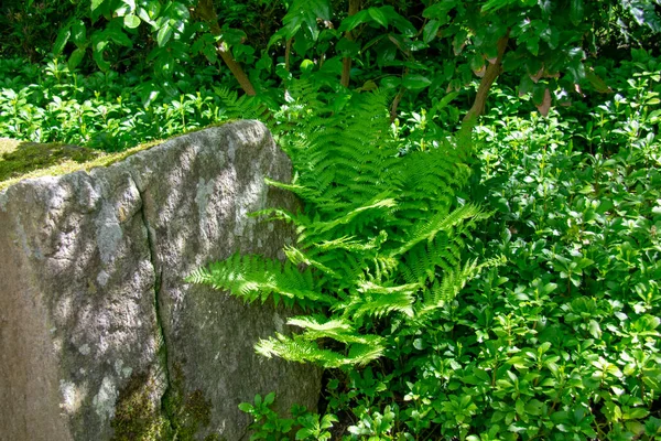 Garten der Welt Marzahn Berlin 'deki Dryopteris eğreltiotu manzarası
