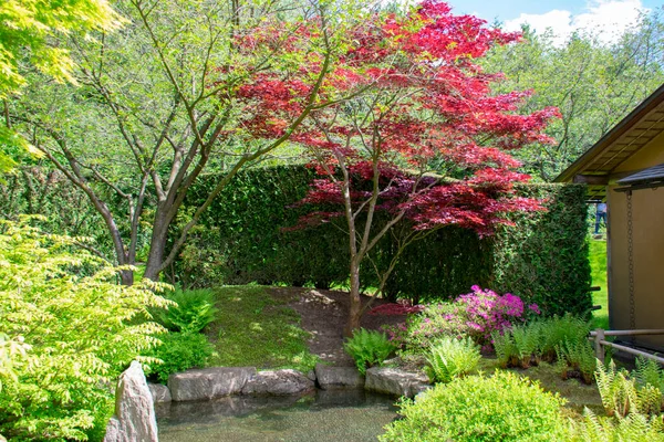 Landscape Japanese Maple Japenese Garden Garten Der Welt Marzahn Berlin — стоковое фото