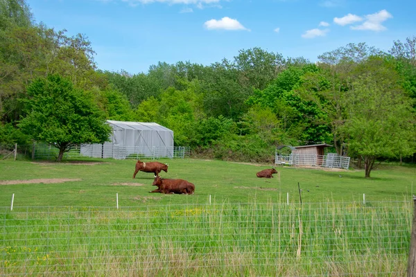 Vaches Rouges Pâturant Dans Une Prairie Garten Der Welt Marzahn — Photo