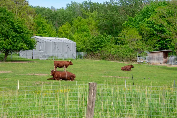 Vacas Rojas Pastando Prado Garten Der Welt Marzahn Berlín — Foto de Stock