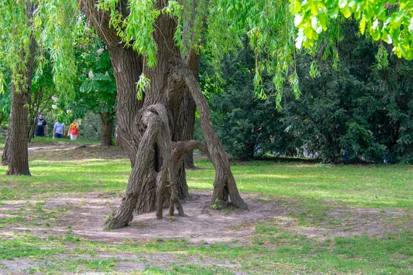 Scenic Landscape Field Trees Garten Der Welt Marzahn Berlin — ストック写真