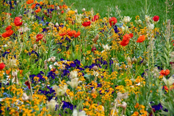 Landscape Icelandic Poppy Flowers Garten Der Welt Marzahn Berlin — стоковое фото