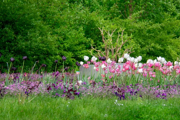 Paisagem Diversas Flores Silvestres Variadas Garten Der Welt Marzahn Berlim — Fotografia de Stock