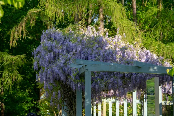 Scenic Landscape Lilacs Italian Renaissance Garden Garten Der Welt Marzahn — стоковое фото