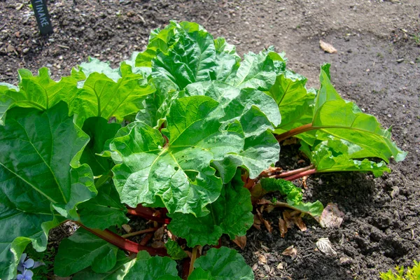 Lettuce Growing Vegetable Garden English Garden Garten Der Welt Marzahn — Fotografia de Stock