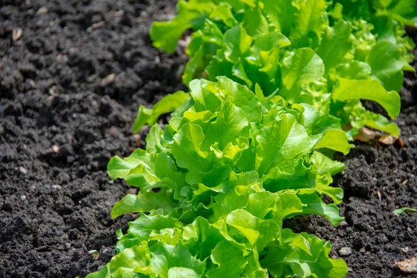 Bahçe der Welt Marzahn Berlin 'deki İngiliz Bahçesi' nde sebze bahçesinde marul yetişiyor.