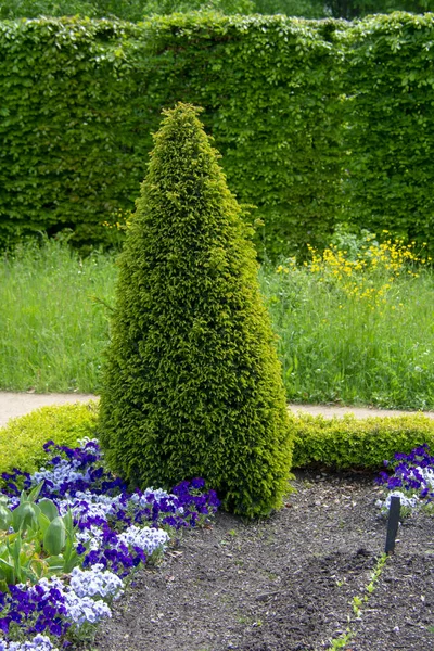 Scenic Landscape Pine Tree Garten Der Welt Marzahn Berlin — Stock Photo, Image