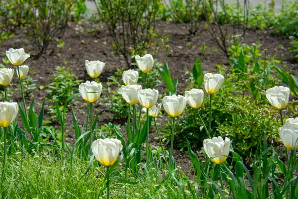 Paisaje Tulipa Gesneriana Tulipán Didiers Garten Der Welt Marzahn Berlín — Foto de Stock