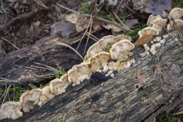 Paisaje Hongo Trametes Creciendo Tronco Caído Bosque Tegel Berlín — Foto de Stock