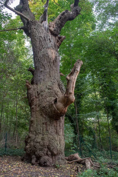 柏林泰格尔森林中迪克 胖子玛丽 柏林最古老的树的景观 免版税图库图片