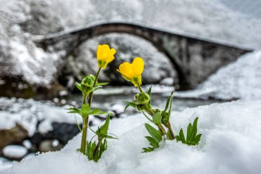 Tarihi köprü, bahar çiçekleri. Karların altında büyüyen çiçekler. Çiçekler hayata tutunur, tıpkı iki aşık gibi. Bu anlamlı bir çerçeve..