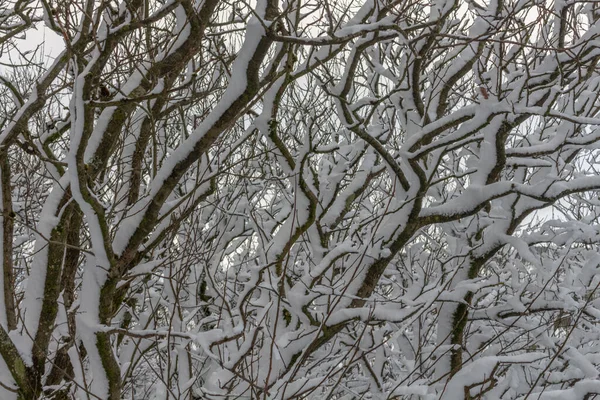 Drzewa Śniegu Tegg Nose Country Park Macclesfield Cheshire Wielka Brytania — Zdjęcie stockowe