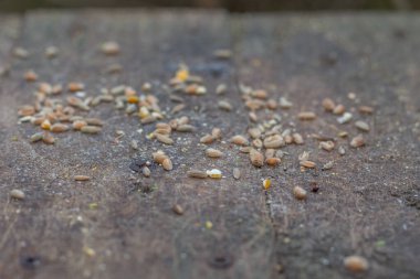 Besleyici tepside kuş yemi, Reddish Vale Country Park, Stockport, Cheshire, İngiltere.