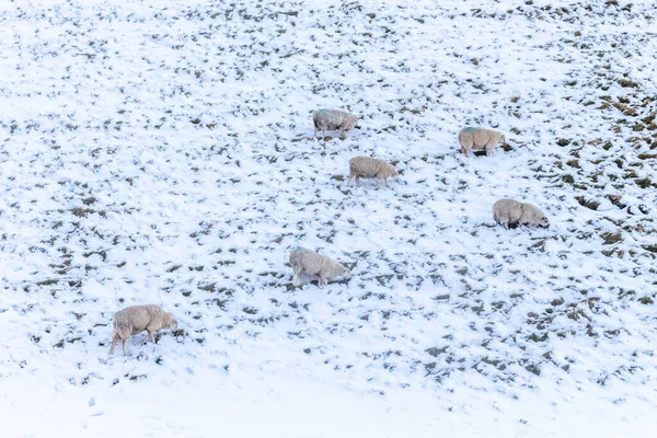 Winter View Snow Covered Field Sheep Peak District Derbyshire — Stock Photo, Image