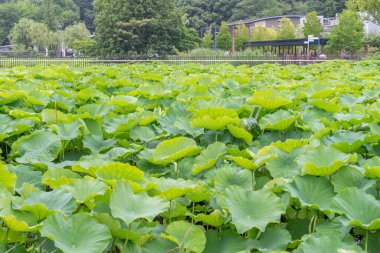 Lotus bitkileri (hasu no ike), Shinobazu Pond, Ueno, Tokyo, Japonya.