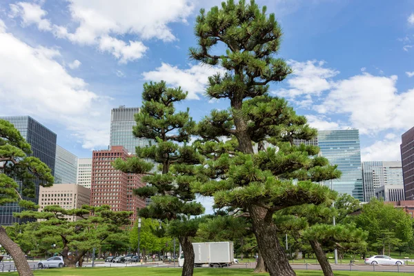 Pine trees with buildings behind, in the grounds of the Imperial Palace, Chiyoda CIty, Tokyo, Japan.