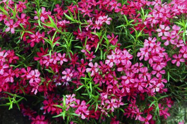 çiçek açan çiçek