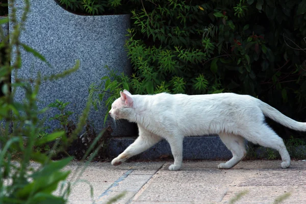 Gato na cidade — Fotografia de Stock