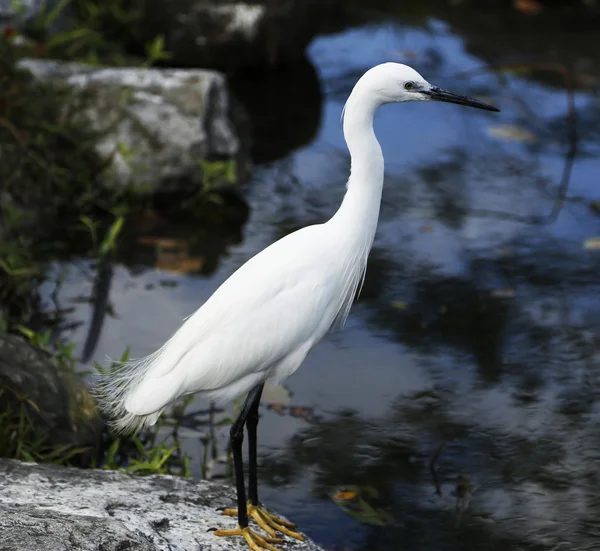 Aves — Foto de Stock