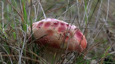 mantar amanita çim altında böcek kaynıyor.
