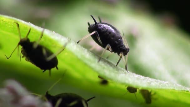 Macro femelles pucerons insecte nature 